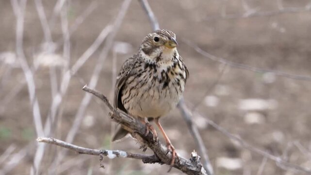 Small brown corn bunting bird singing a song while perched on a dry branch in the wild