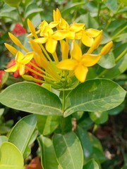 Fototapeta premium yellow flower
