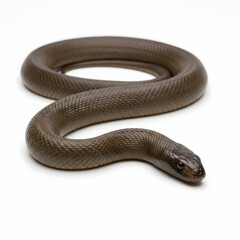 Obraz premium Inland Taipan Snake with Dark Olive-Brown Scales, Isolated on White Background