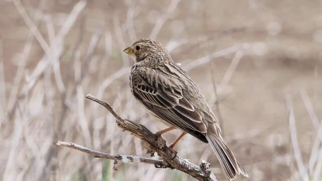 Small brown corn bunting bird singing a song while perched on a dry branch in the wild