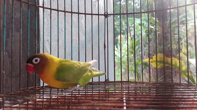 Colorful Fischer's Lovebird Perched Inside Bird Cage &ndash; Small Green and Yellow Parrot with Red Face, Exotic Pet Bird in Captivity
