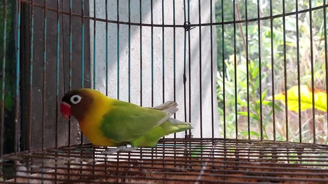 Colorful Fischer's Lovebird Perched Inside Bird Cage &ndash; Small Green and Yellow Parrot with Red Face, Exotic Pet Bird in Captivity