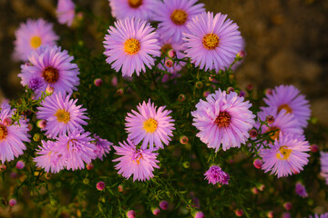 Fototapeta premium Lush bush of small purple perennial asters blooming in autumn
