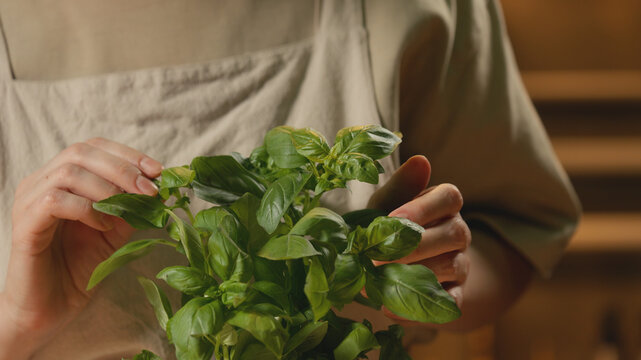 Close-up of a female person in a rustic linen apron gently touching fresh green basil leaves with her hands in warm lighting for home cooking, healthy eating, culinary, and recipe content.