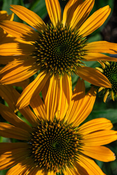 Primo piano di fiori di rudbeckia in un giardino estivo