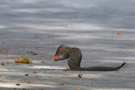Northern treeshrew was nibbling on fruit on the road.