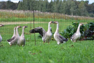 Flock of domestic geese standing on green grass behind a wire fence in a rural countryside setting, showing traditional free range poultry farming, farm life and natural outdoor agriculture. © Karolina