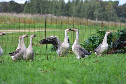 Flock of domestic geese standing on green grass behind a wire fence in a rural countryside setting, showing traditional free range poultry farming, farm life and natural outdoor agriculture.