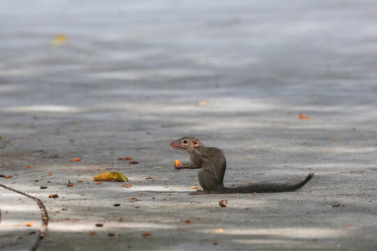 Northern treeshrew was nibbling on fruit on the road.