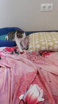 Cat explores a shelter bed while playing with pillows in a warm environment