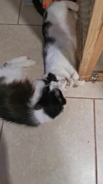Cats playing and relaxing at a local animal shelter in the afternoon