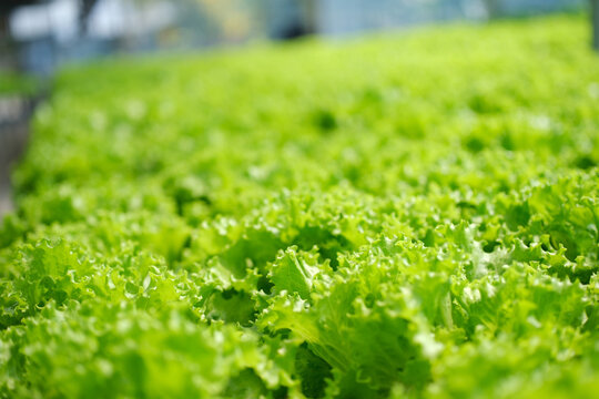 Lush green lettuce growing in hydroponic farm with abundant foliage. Lettuce field , Green cos, Red oak and green oak lettuce in nutrient film technique farm , NFT farm , hydroponic farm
