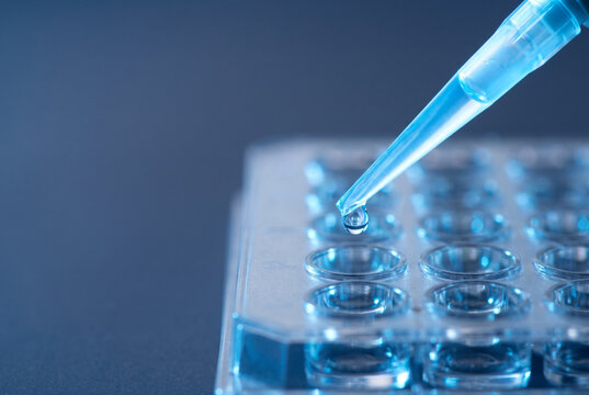 Pipette transferring liquid into microplate wells in laboratory setting  