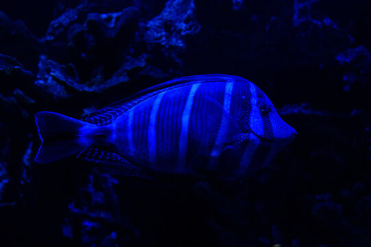 A blue tropical striped fish in an aquarium