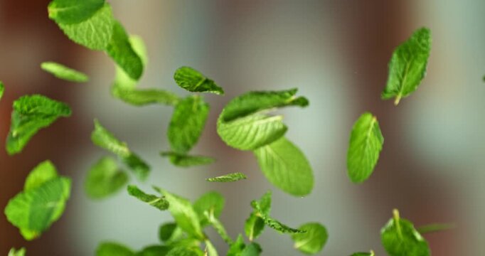 Super Slow Motion of Flying Fresh Mint Leaves, Isolated on BrownBackground. Filmed on High Speed Cinema Camera, 1000 fps.