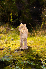 Obraz premium Alert Eurasian lynx standing on mossy rock in sunlit Scandinavian forest