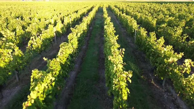 reverse aerial drone flight over vineyard rows at
golden hour, M&eacute;doc Gironde France 4K