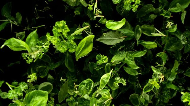 Super Slow Motion of Flying Fresh Herb Leaves. Filmed on High Speed Cinema Camera, 1000 fps. Camera Placed on High Speed Cine Bot, Rotating.