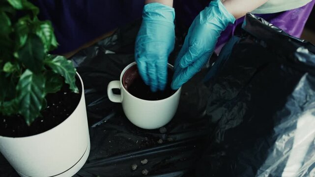 Hands in blue gloves adding soil into pot indoors
