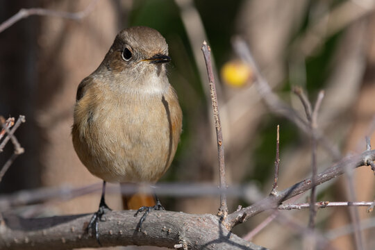 Close Up View of Daurian Redstart Bird Perched on Tree Branch Looking at Camera in Winter Garden Background with Copy Space