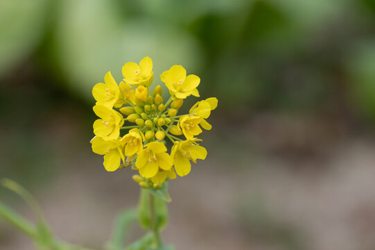 Close Up View of Blooming Yellow Rapeseed Flower in Spring Garden Background with Copy Space