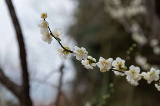 Close Up View of White Plum Blossoms Blooming on Branch in Early Spring Garden Background with Copy Space