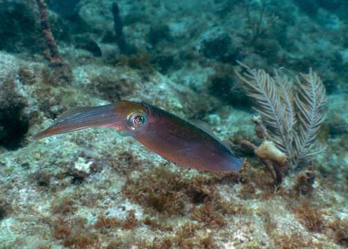 Underwater and Wildlife: Caribbean Reef Squid (Sepioteuthis sepioidea) Swimming Over Coral Reef in Key Largo, Florida