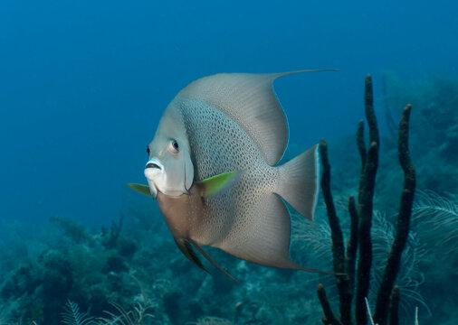 Underwater and Wildlife: Macro Profile of a Grey Angelfish (Pomacanthus arcuatus) Swimming Over Coral Reef in Key Largo, Florida