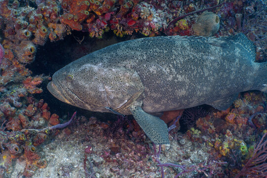 Underwater and Wildlife: Goliath Grouper (Epinephelus itajara) Swimming Along an Encrusted Shipwreck Hull in Key Largo, Florida