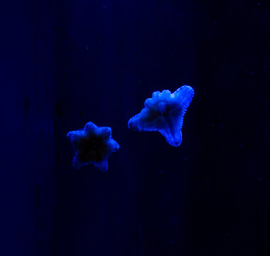 Two tiny blue starfish side by side in an aquarium 