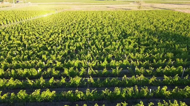 Aerial view of vivid green vineyard rows
geometric pattern, Bordeaux
wine region France 4K