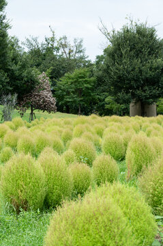 Scenic View of Green Bassia Scoparia Kochia Bushes Field Blooming in Autumn Park Landscape Background with Copy Space