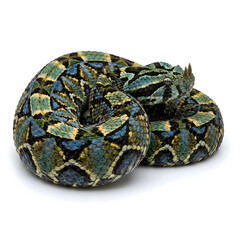 Obraz premium Rhinoceros Viper Coiled with Colorful Mosaic Pattern, Isolated on White Background