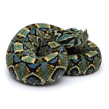 Rhinoceros Viper Coiled with Colorful Mosaic Pattern, Isolated on White Background