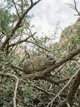Rock hyrax resting on a gnarled tree branch in a dry rocky arid landscape