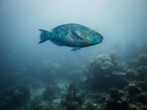 Turquoise parrotfish swimming above a rocky coral covered seabed underwater