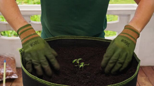 Gloved Hands Plant Tomato Seedlings in Rich Soil Inside a Fabric Planter on a Balcony, Supporting Home Gardening, Growth and Sustainability