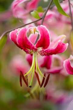 Close-up of a vibrant pink oriental lily (Lilium hybrid) in the Walled Garden at Castle Howard, North Yorkshire, England, showing recurved petals and prominent stamens against a softly blurred floral 