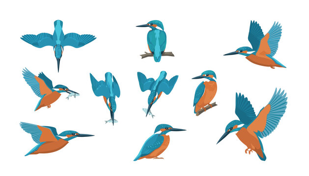 Beautiful common kingfisher bird illustration set, wild wildlife flying diving sitting perching catching fish on white background.