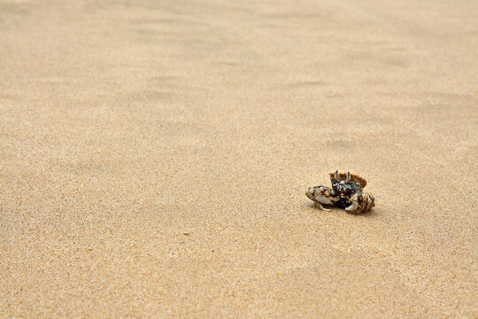 Small Ghost Crab on Wide Sandy Beach Space