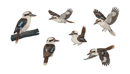 Obraz premium Laughing kookaburra bird set in perched and flying poses . Australian kingfisher illustrations, wildlife nature graphic design elements .