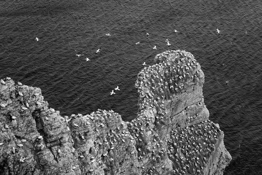 Large colony of northern gannets (Morus bassanus) nesting on steep chalk cliffs above the North Sea at Bempton Cliffs, East Yorkshire, England, photographed from above in dramatic black and white.
