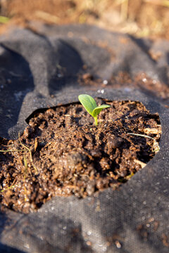 A small green squash sprout in the ground, a new sprout rises through a round slit in the black agrofibre in the garden bed