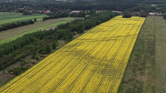 Aerial Panorama of Yellow Rapeseed Crop and Green Farmland
