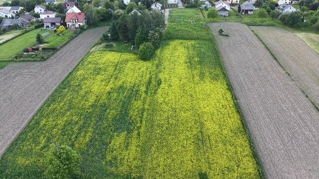 Drone shot of yellow rapeseed field and forest