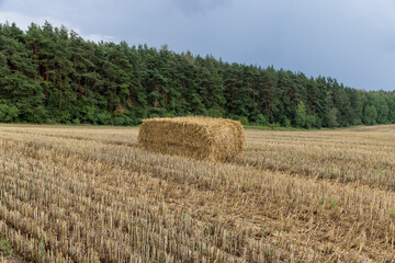 Dry hay blocks on harvested farming field, rectangular straw bales scattered on rustic plantation under stormy sky © rsooll