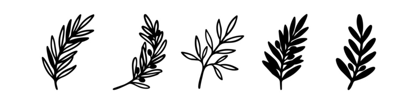 Set of black hand drawn olive branches and botanical leafy twigs isolated on white background. Minimalist organic leaf sprig vector illustrations for logo, wedding, tattoo, or branding design.