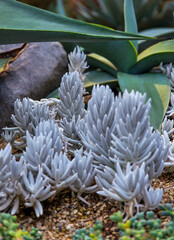 Close-up shot of Cocoon Plant (Senecio haworthii) with silvery-white cylindrical leaves © Vee