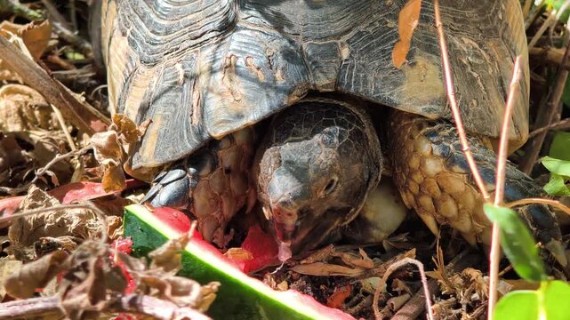 Macro shot of a turtle eating a slice of watermelon, capturing its head, mouth and feeding behavior in close detail as it enjoys the fresh fruit.