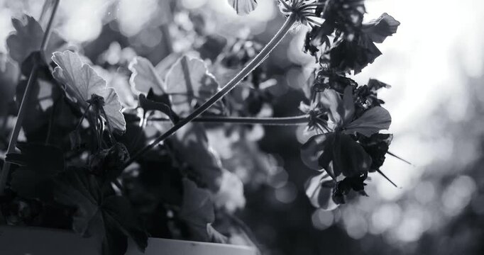 Black and white photo of three hanging planters with trailing flowers. Suspended by strings against a blurred garden background. Vintage film grain style. Peaceful outdoor decor scene.